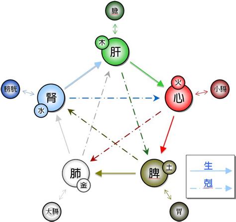 五行 五臟六腑|五臟六腑